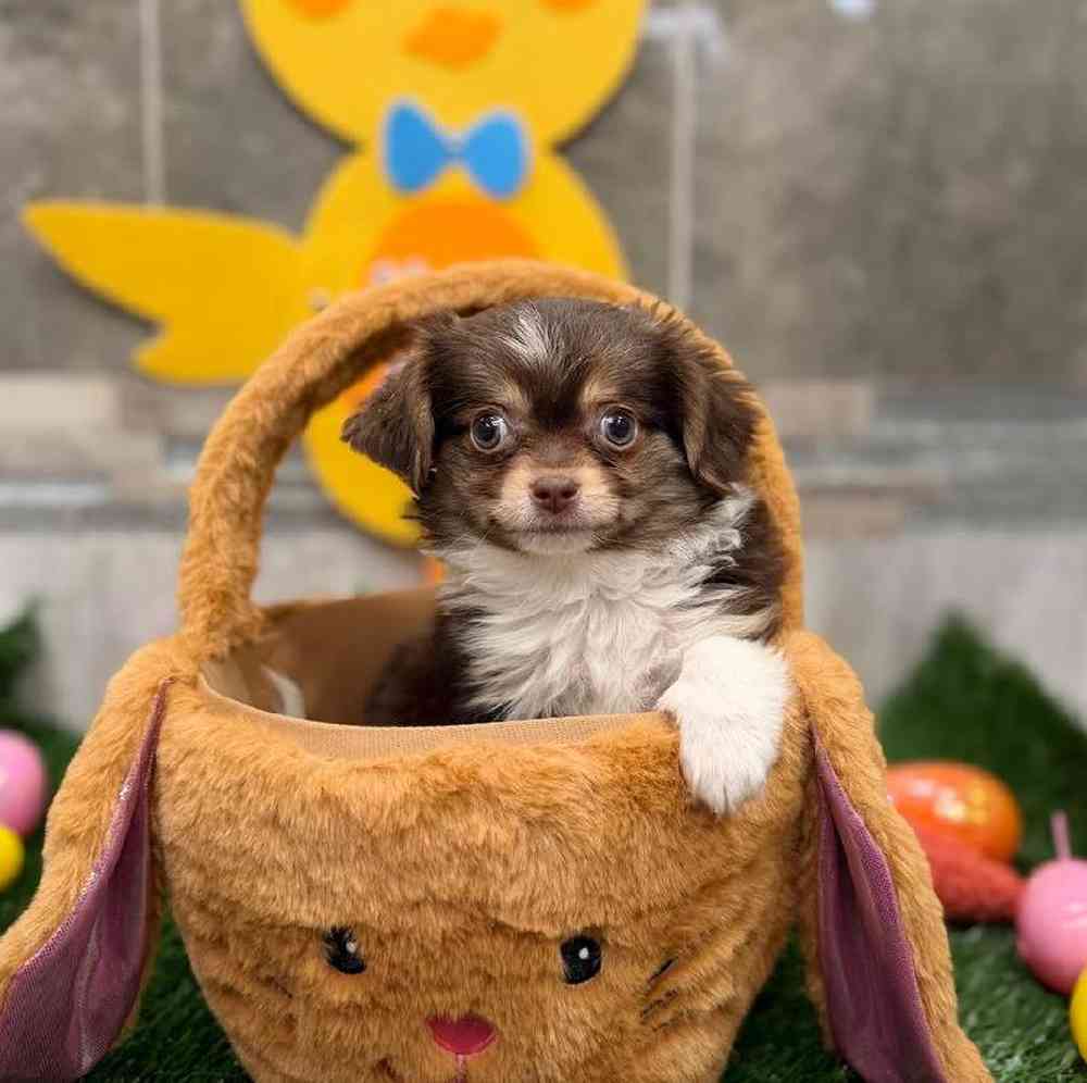 Image of a pet breed in the gallery