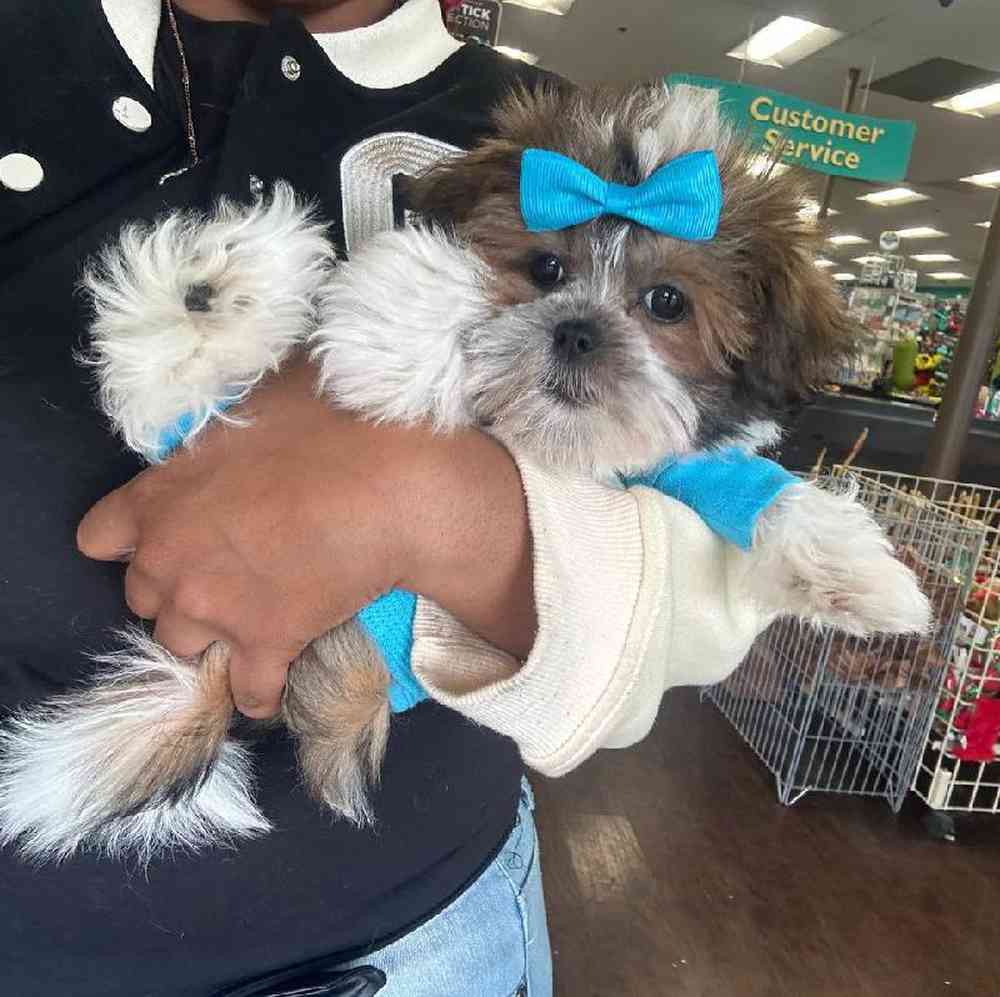 Female Havanese-Shih Tzu Puppy for Sale in New Haven, CT