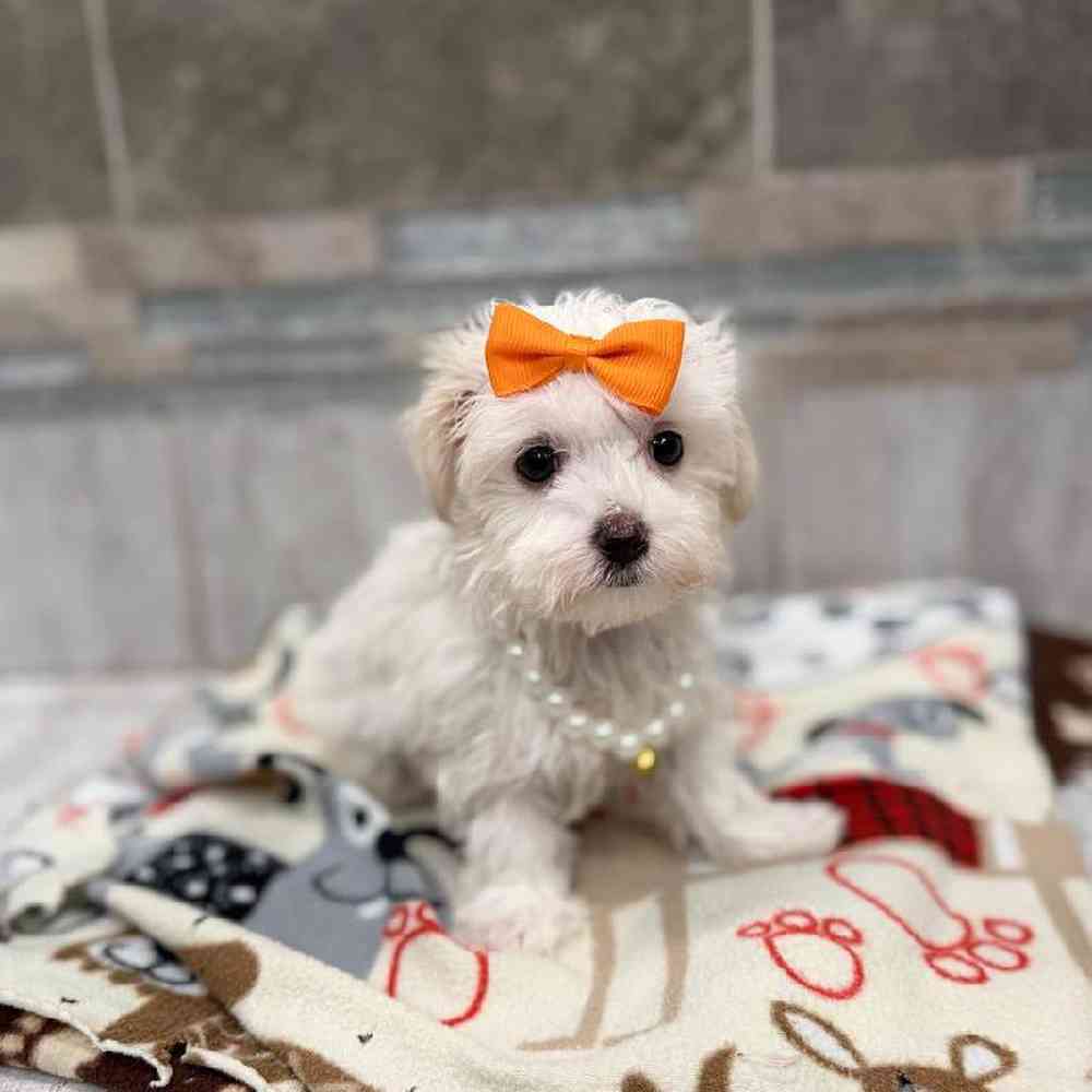 Female Maltese Puppy for Sale in New Haven, CT