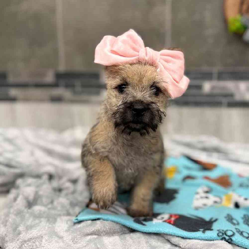 Image of a pet breed in the gallery