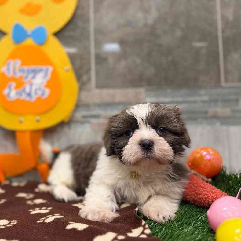 Image of a pet breed in the gallery