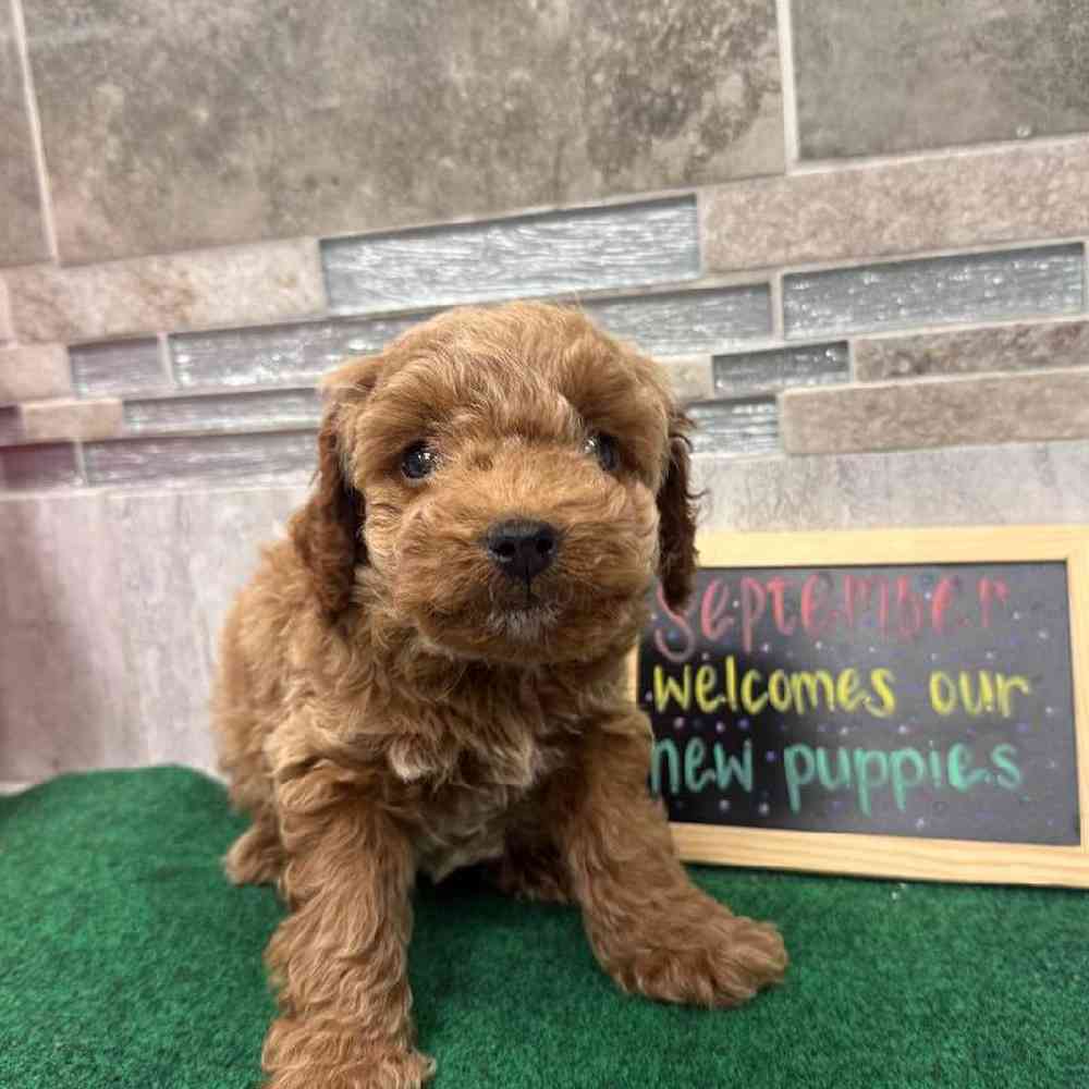 Image of a pet breed in the gallery