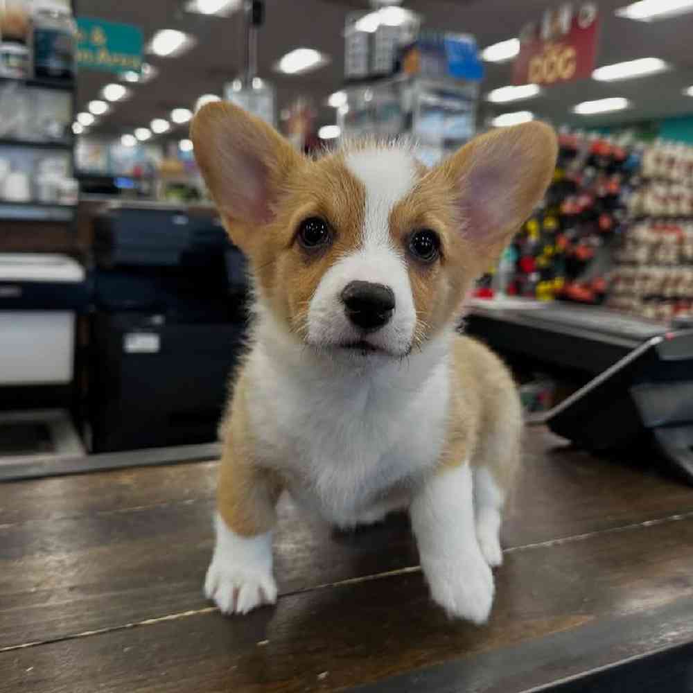 Female Pembroke Welsh Corgi Puppy for Sale in New Haven, CT