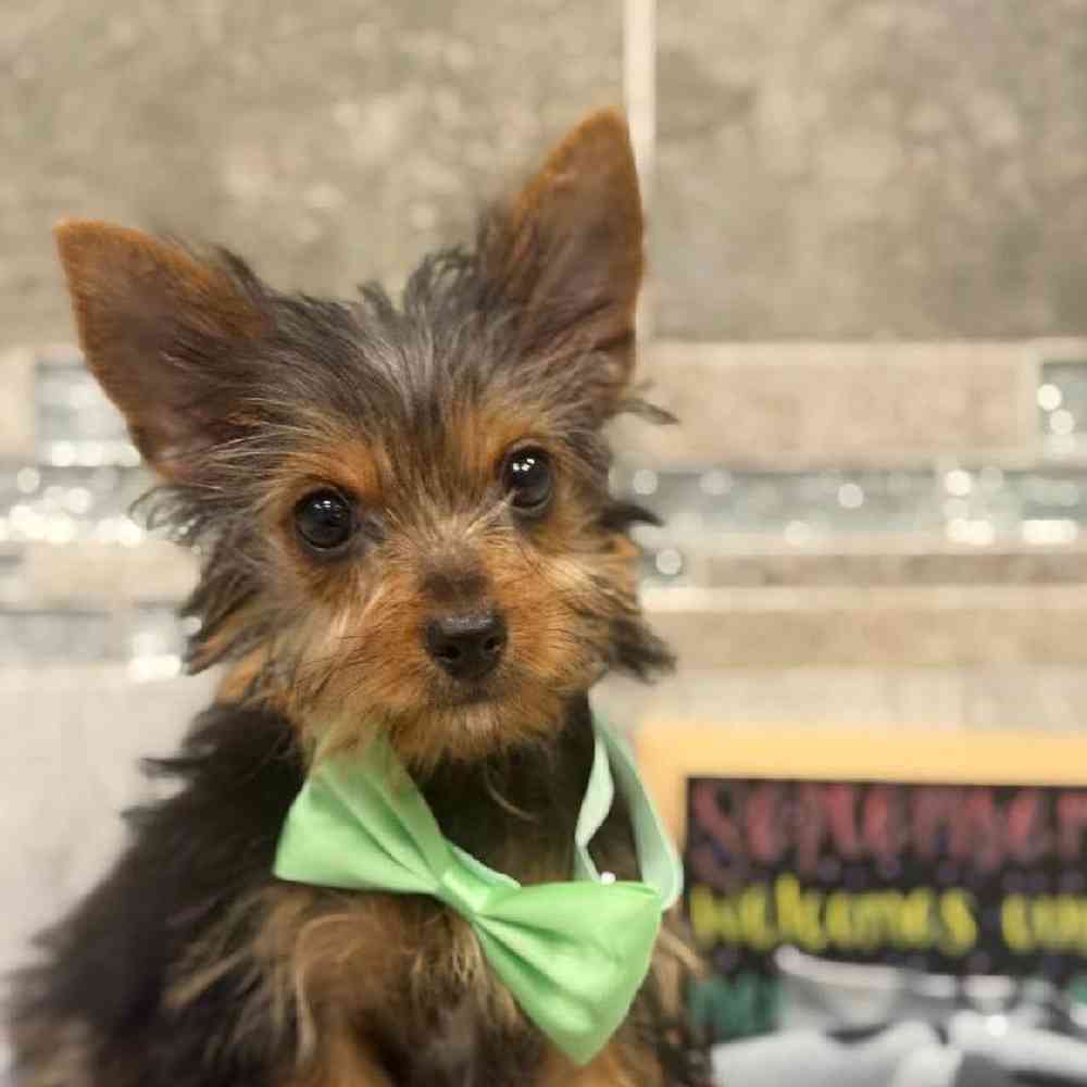 Image of a pet breed in the gallery