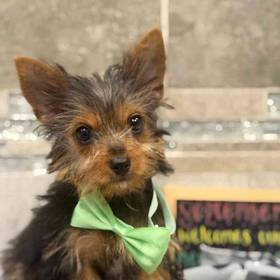 Yorkie