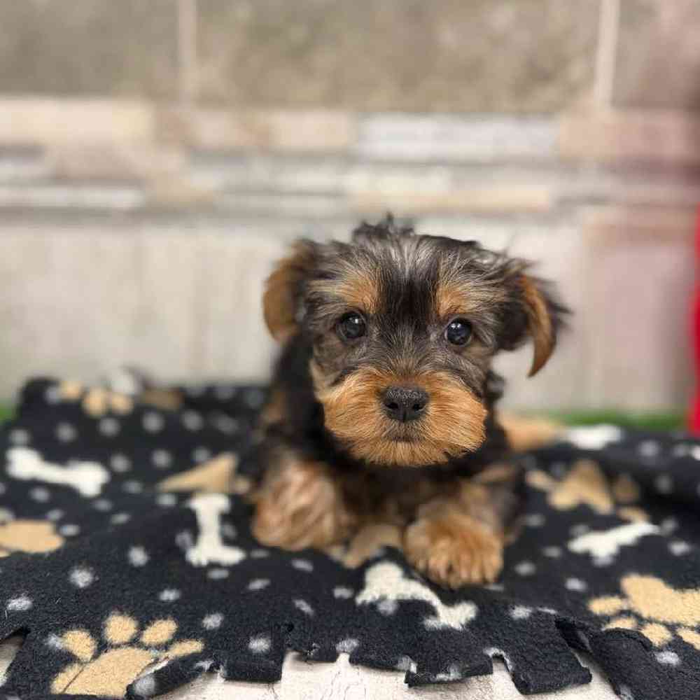 Image of a pet breed in the gallery