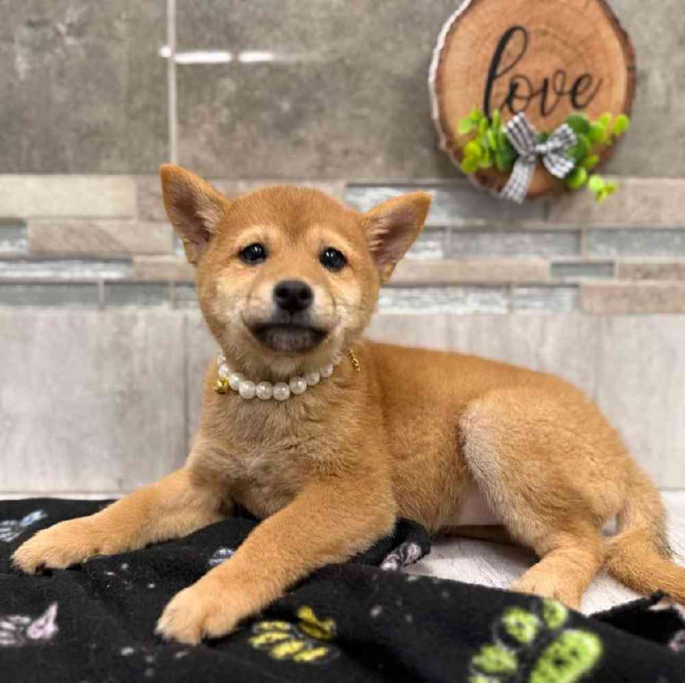 Image of a pet breed in the gallery