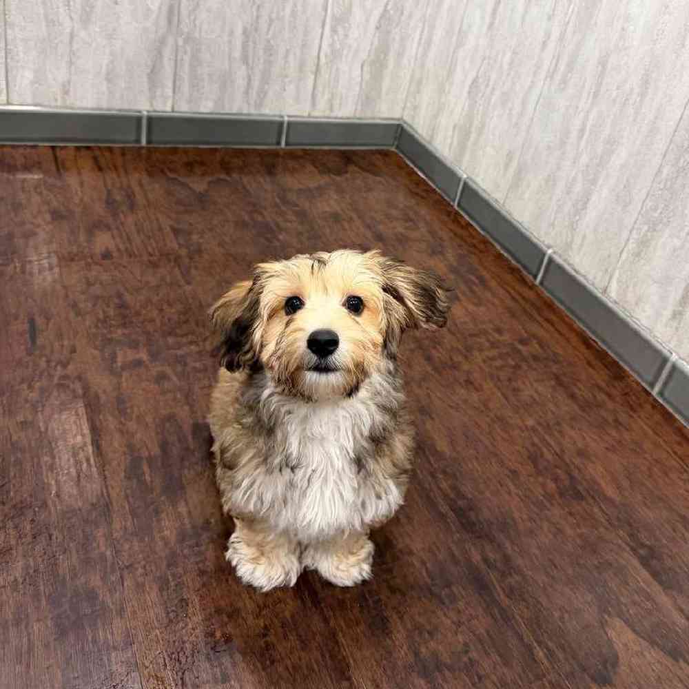 Female Yochon Puppy for Sale in New Haven, CT