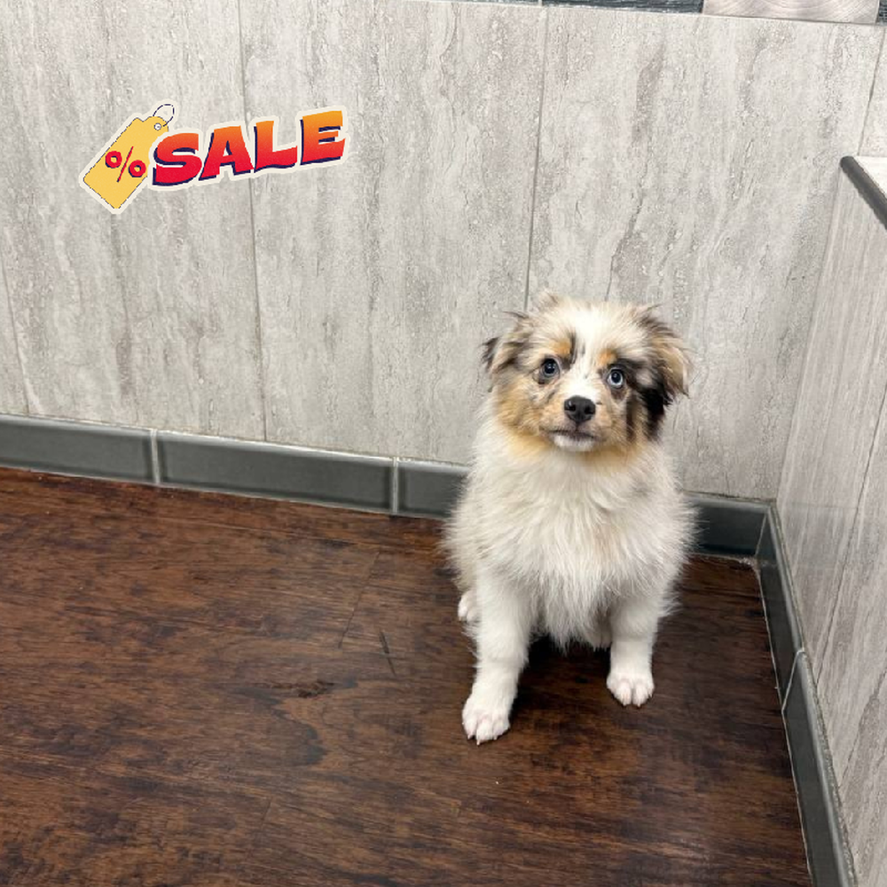 Image of a pet breed in the gallery