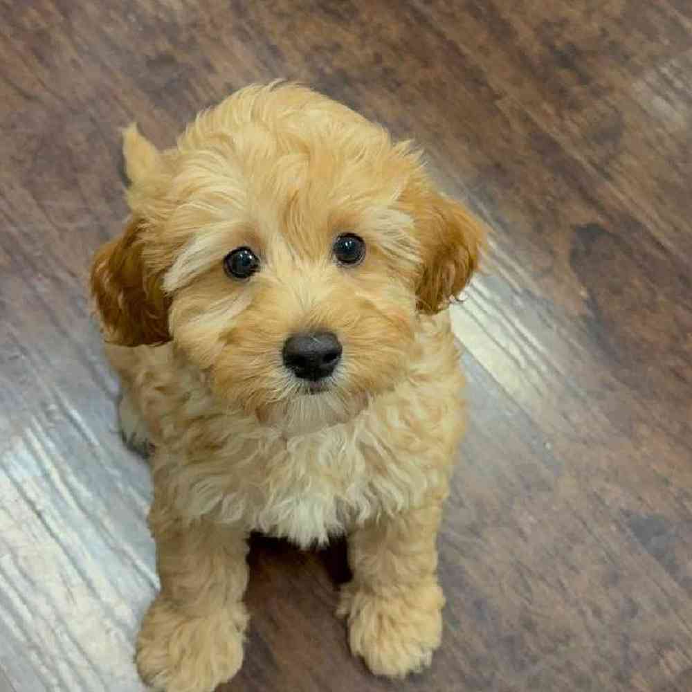 Image of a pet breed in the gallery