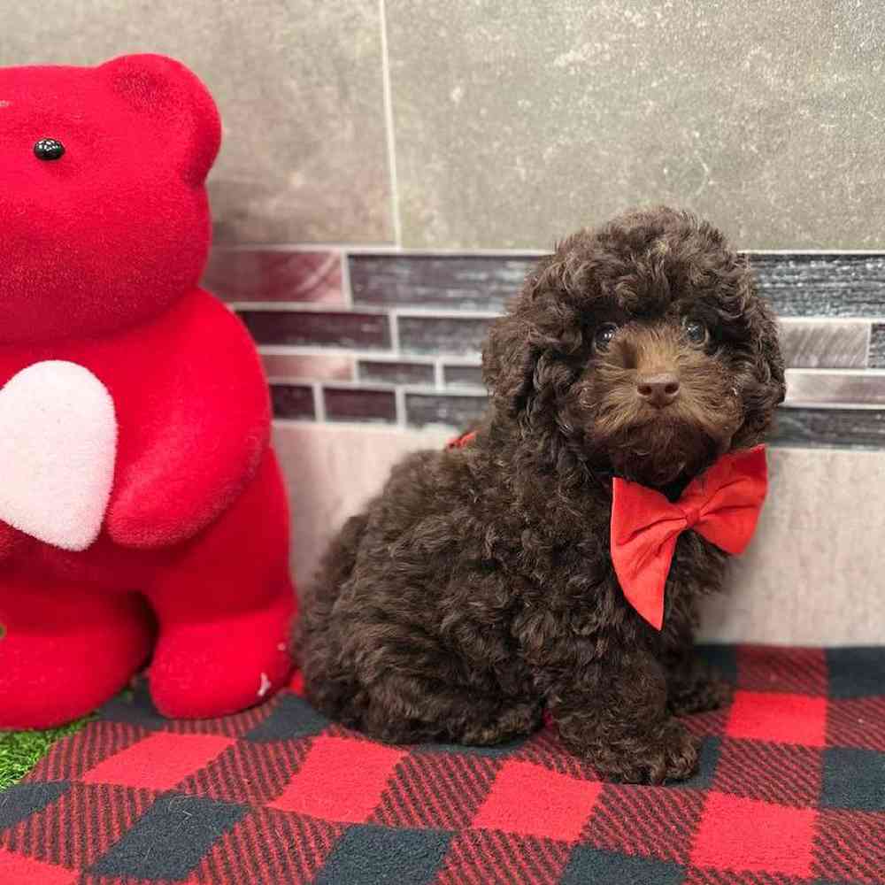 Image of a pet breed in the gallery