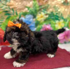 Lhasa Apso