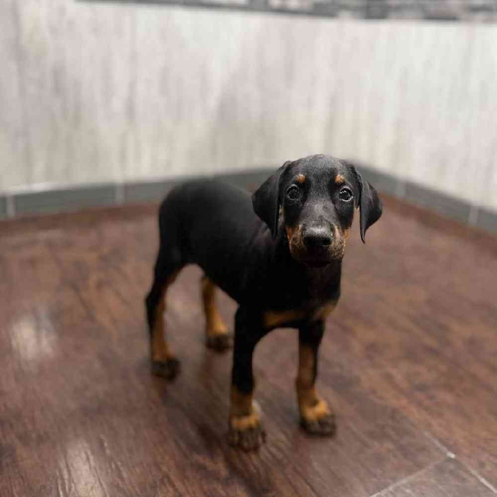 Image of a pet breed in the gallery