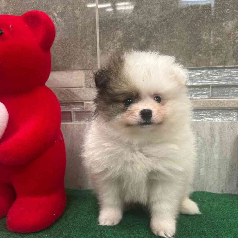 Image of a pet breed in the gallery