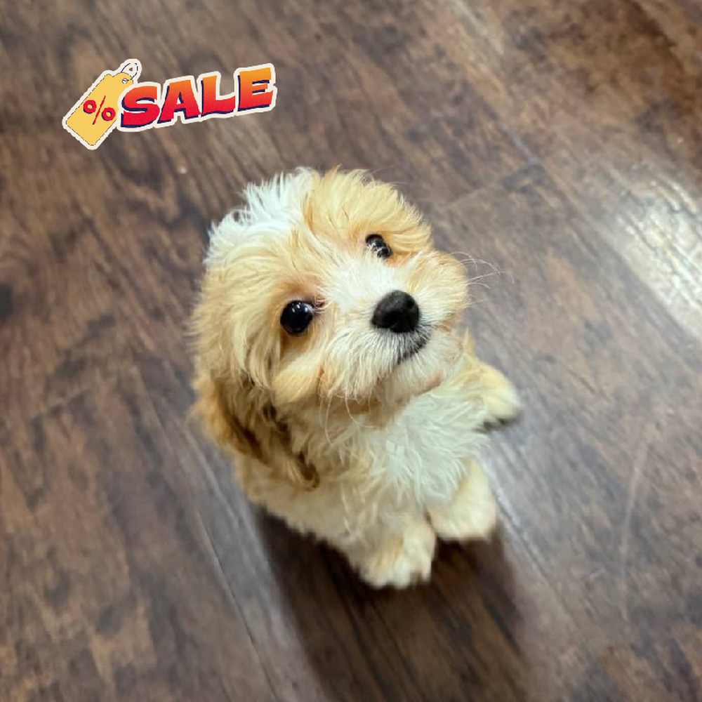 Image of a pet breed in the gallery
