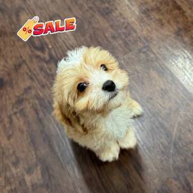 Cavapoo