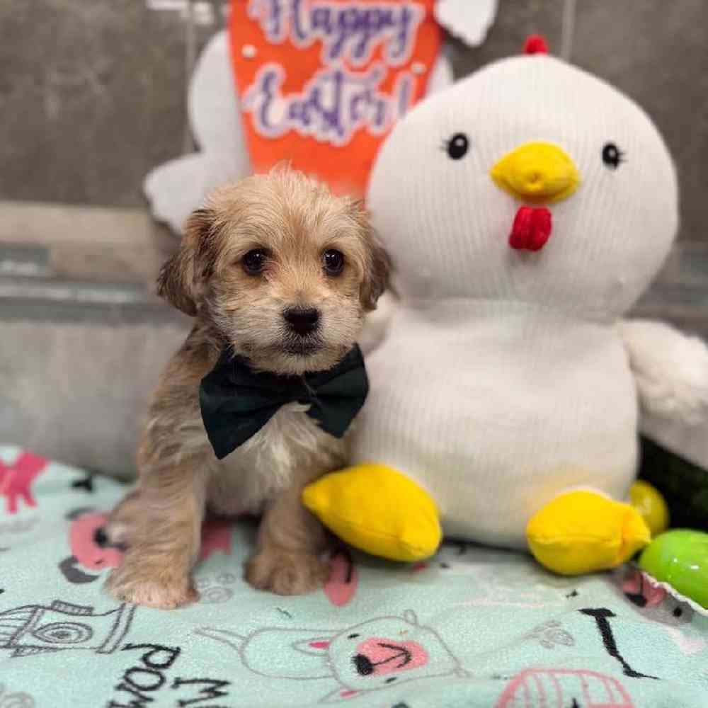 Image of a pet breed in the gallery