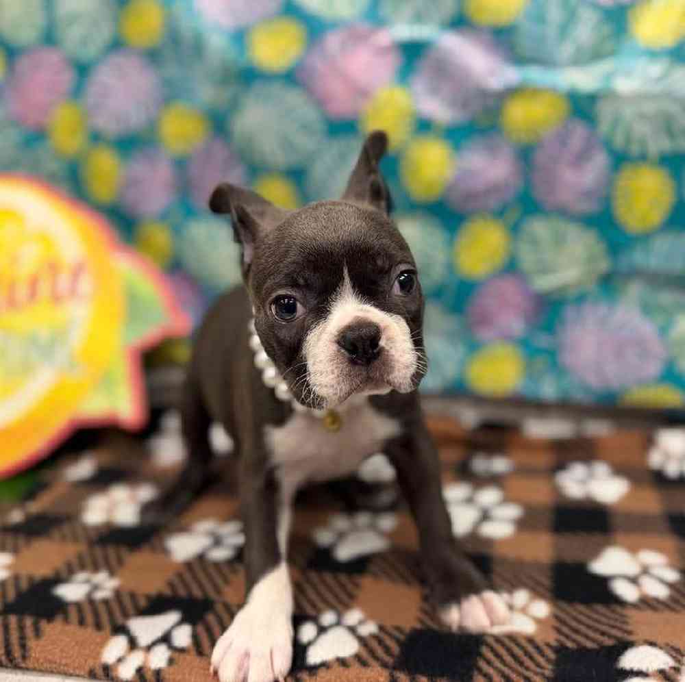 Image of a pet breed in the gallery