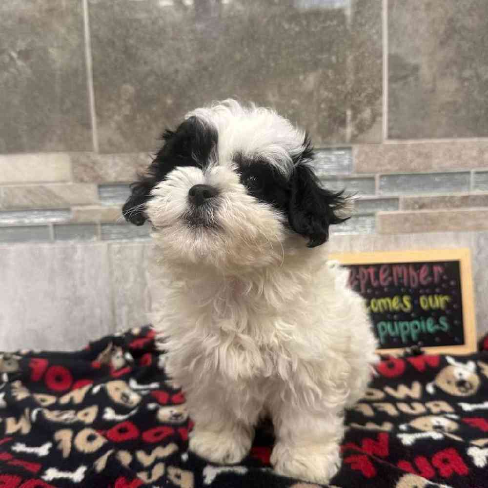 Image of a pet breed in the gallery