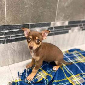 Chihuahua