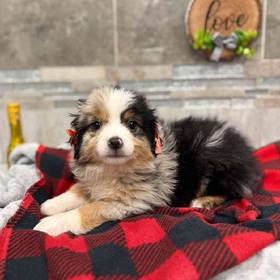 Mini Aussie