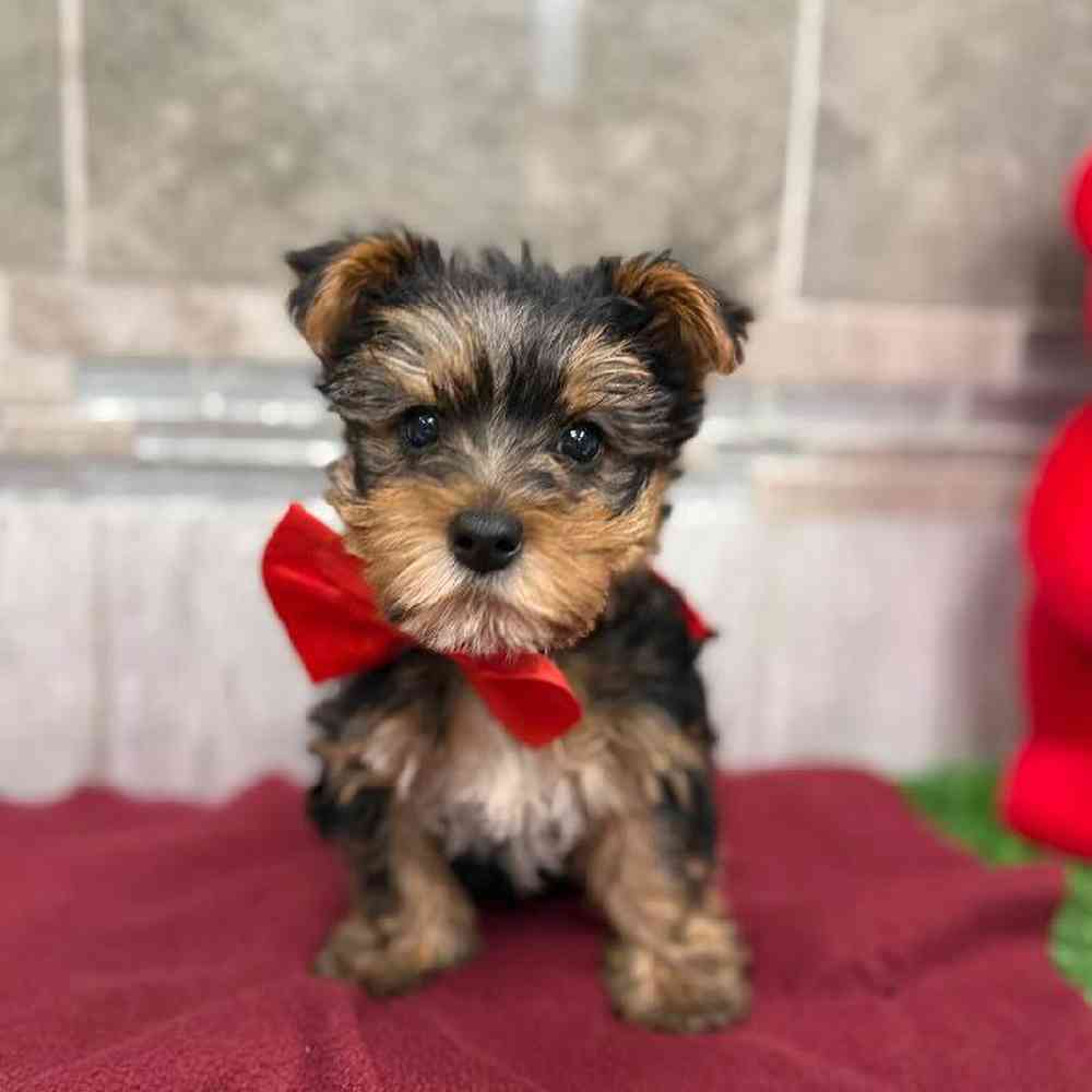 Image of a pet breed in the gallery