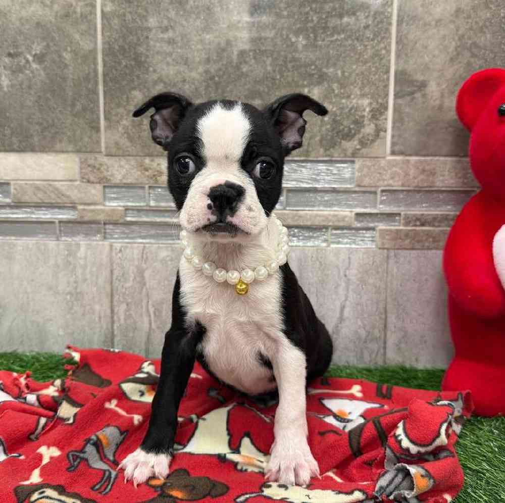 Female Boston Terrier Puppy for Sale in New Haven, CT