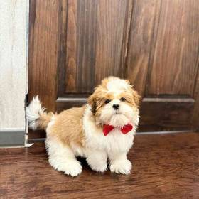 Shih Tzu