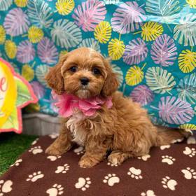 Cavapoo