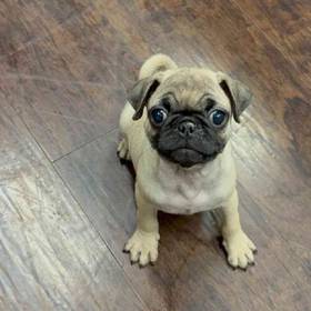 Pug