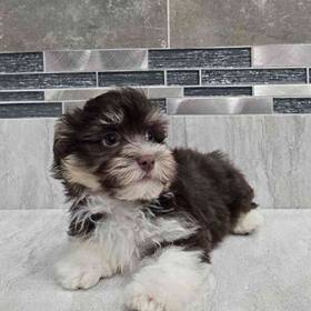 Havanese