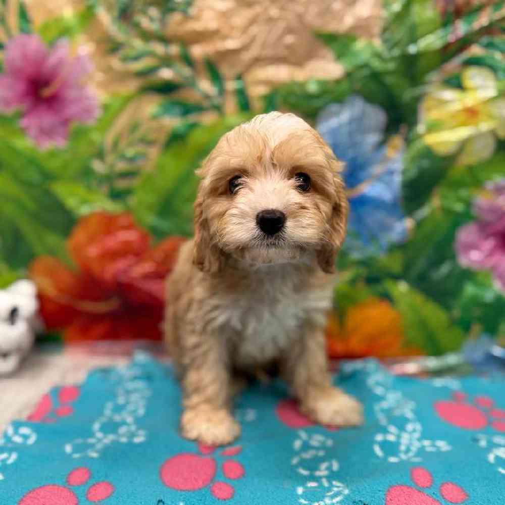 Image of a pet breed in the gallery