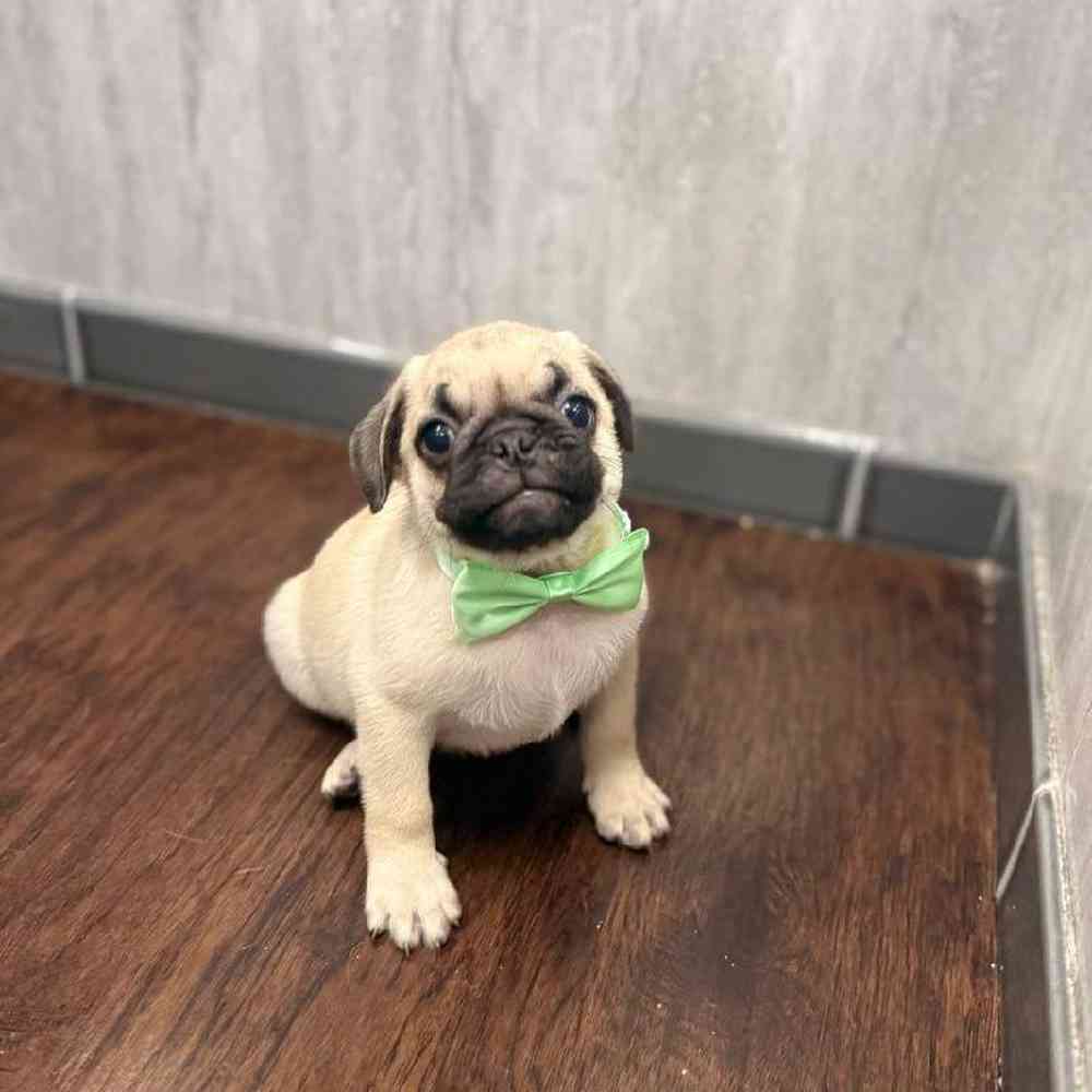 Image of a pet breed in the gallery
