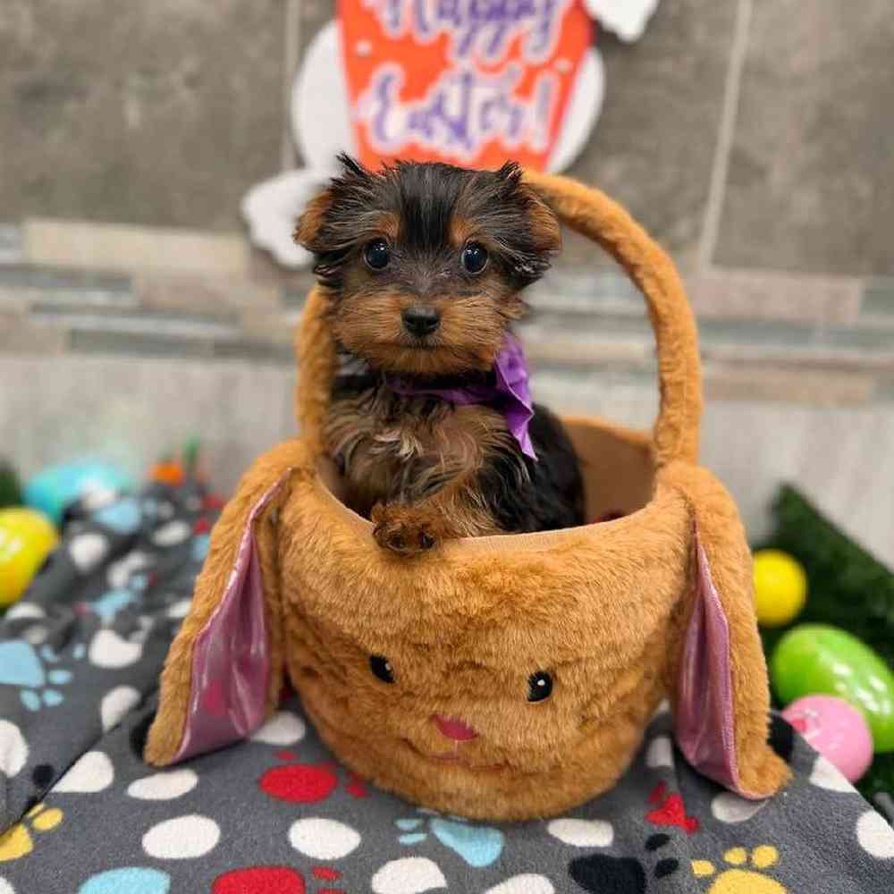 Male Yorkie Puppy for Sale in New Haven, CT