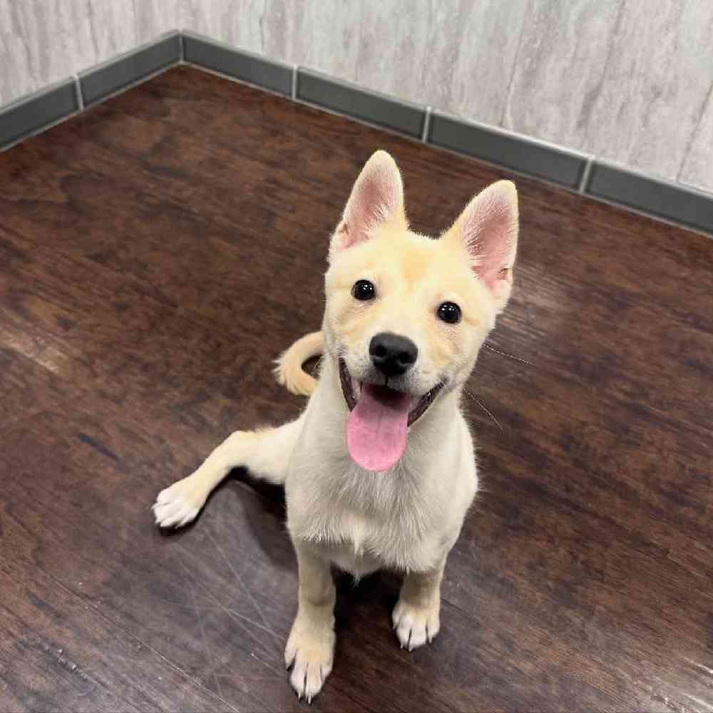 Male Alaskan Klee Kai Puppy for Sale in New Haven, CT