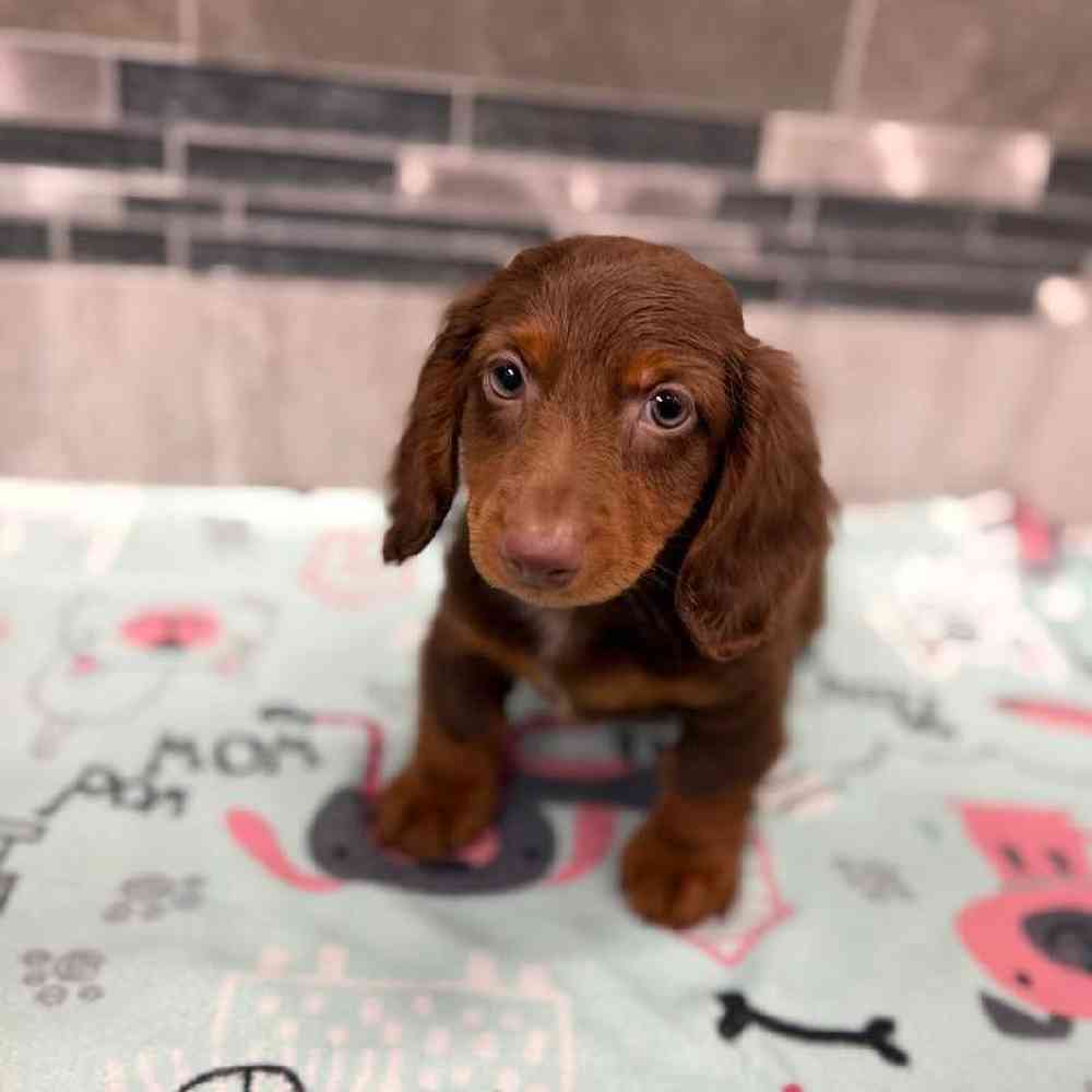 Male Dachshund Puppy for Sale in New Haven, CT