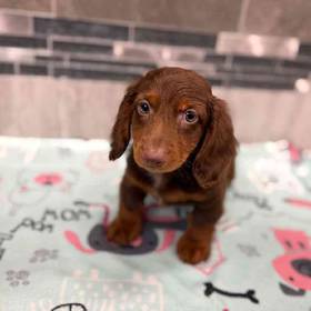 Dachshund