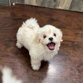 Bichon