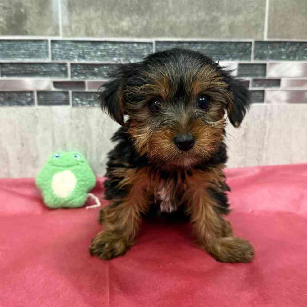 Image of a pet breed in the gallery