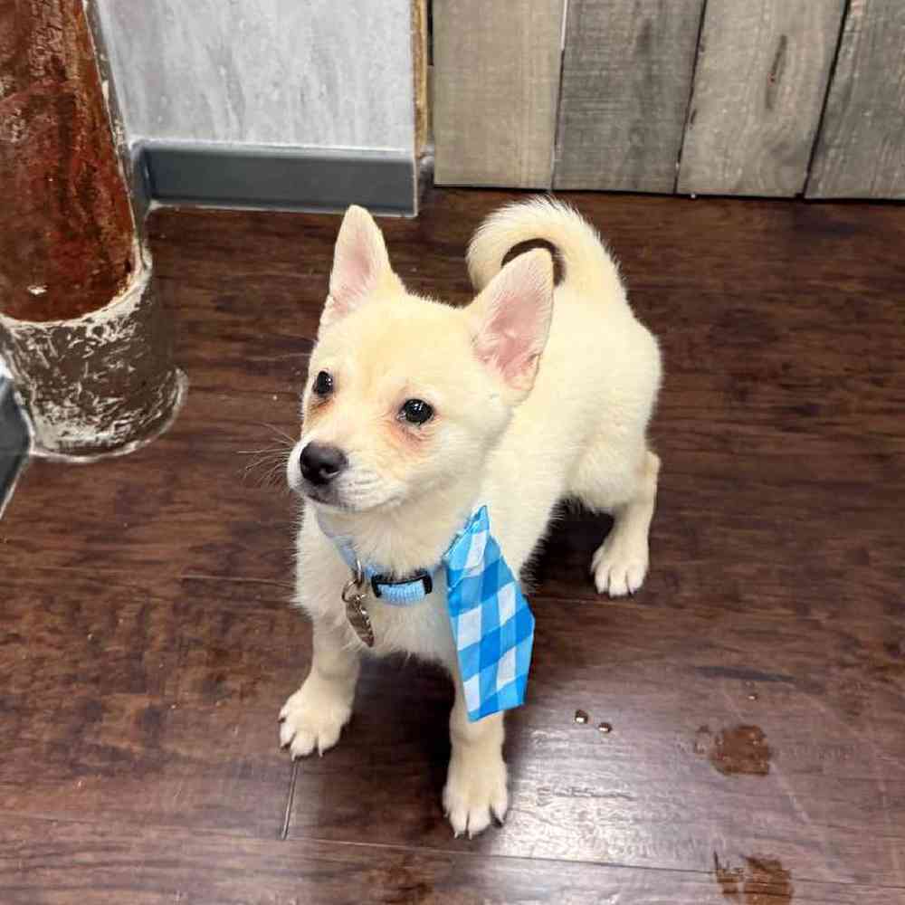 Male Alaskan Klee Kai Puppy for Sale in New Haven, CT