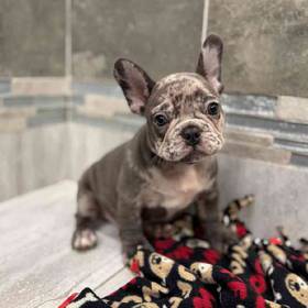 French Bulldog