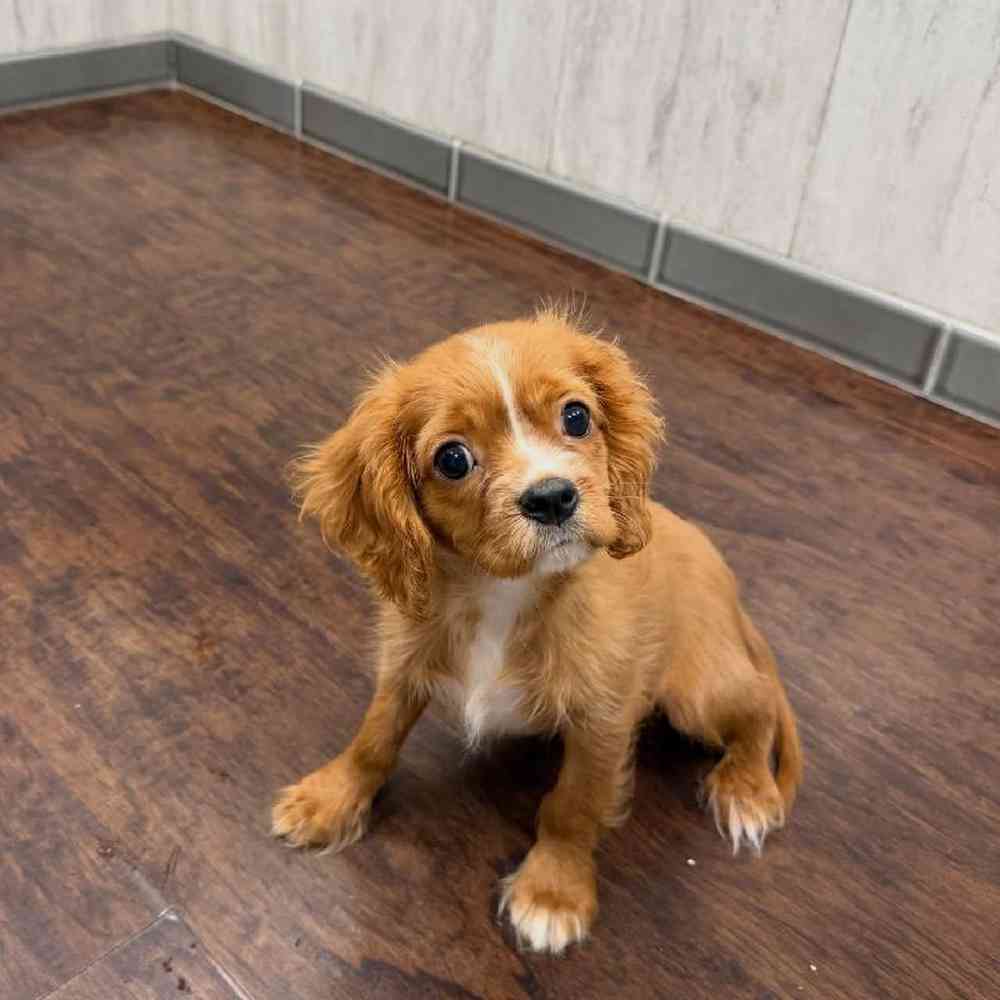Male Cavalier King Charles Spaniel Puppy for Sale in New Haven, CT