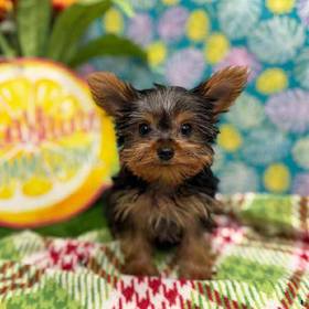 Yorkie