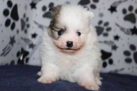 Pomeranian