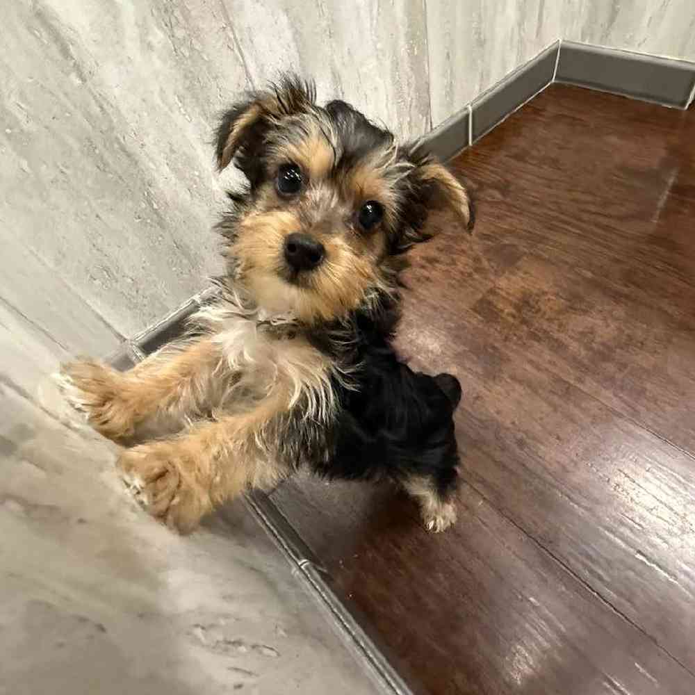 Male Yorkie-Poo Puppy for Sale in New Haven, CT