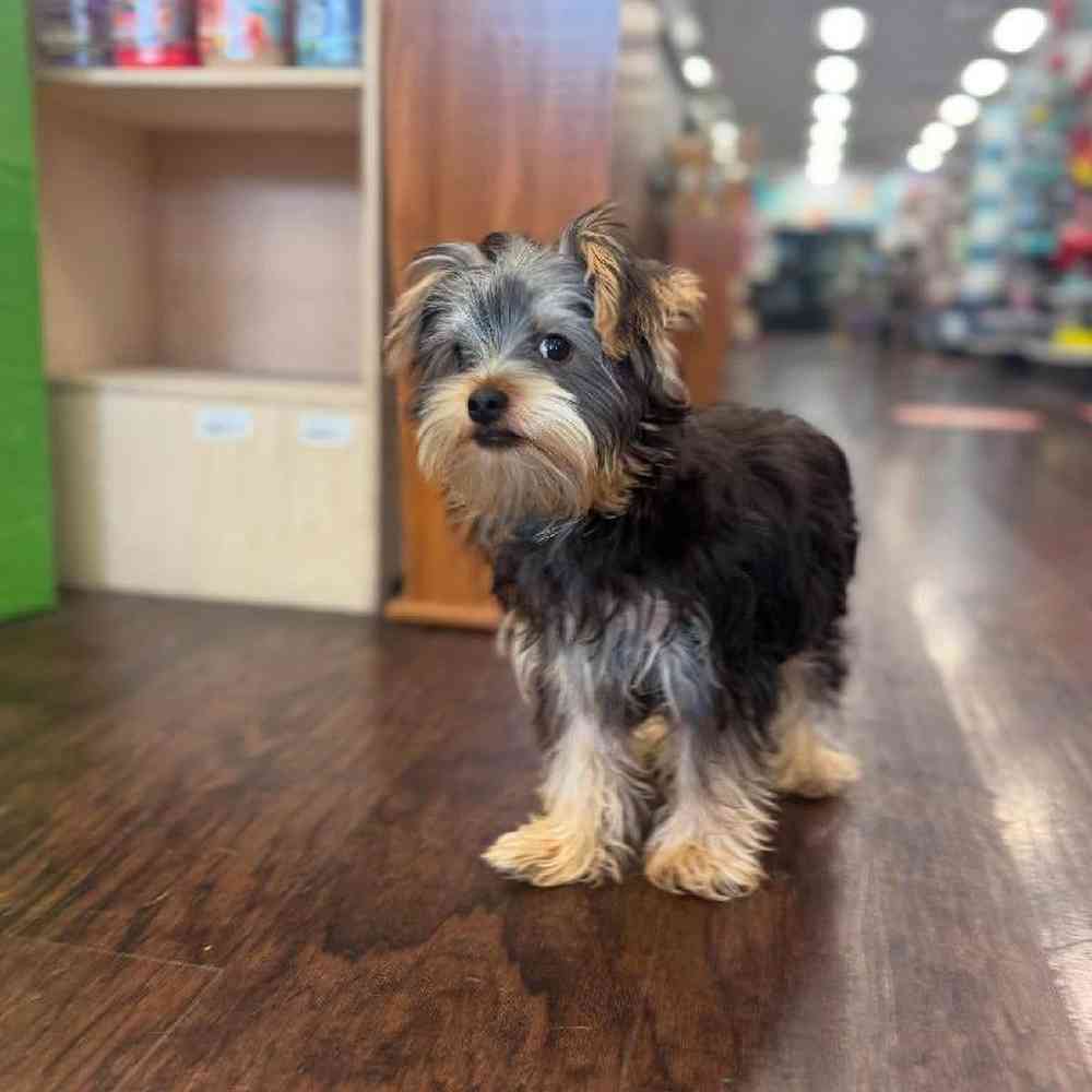 Image of a pet breed in the gallery