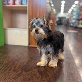 Yorkie
