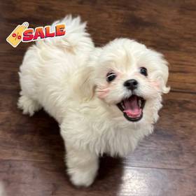 Bichon