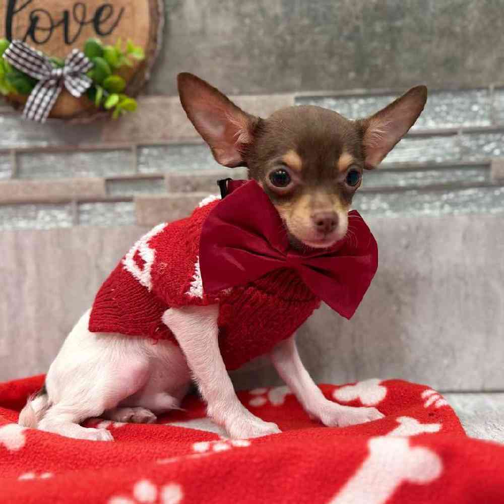 Image of a pet breed in the gallery