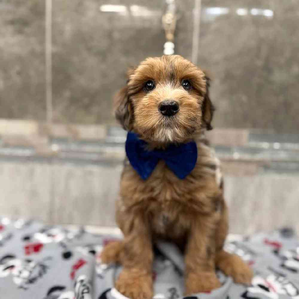 Image of a pet breed in the gallery